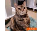 Adopt Waffle a Domestic Short Hair