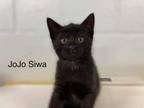 Adopt Jojo Siwa a Domestic Short Hair