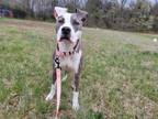 Adopt Mouse aka Icy a Pit Bull Terrier