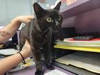 Adopt Miri a Domestic Short Hair