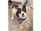 Adopt Georgia a American Staffordshire Terrier, Greater Swiss Mountain Dog