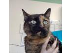 Adopt Janice a Domestic Short Hair