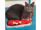 Adopt Leia a Russian Blue, Domestic Short Hair