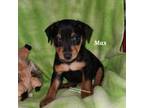 AKC black and rust "Max"