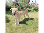 Adopt Flower Pot a Anatolian Shepherd, Yellow Labrador Retriever