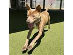 Adopt Sutton a Pit Bull Terrier