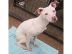 Adopt Hermione a Pit Bull Terrier