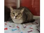 Adopt Samara a Domestic Short Hair