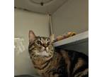 Adopt Lilly a Domestic Short Hair