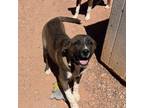 Adopt Mika a Anatolian Shepherd, Mixed Breed