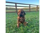 Rhodesian Ridgeback Puppy for sale in Gaffney, SC, USA