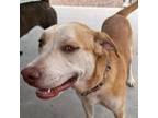 Adopt Mavery a Anatolian Shepherd, Mixed Breed