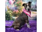 Adopt Steph a Mixed Breed