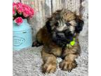 Soft Coated Wheaten Terrier Puppy for sale in Paducah, KY, USA