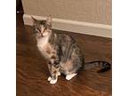 Adopt Pancake a Domestic Short Hair