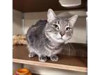 Adopt pearl a Domestic Short Hair