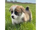 Pembroke Welsh Corgi Puppy for sale in Sullivan, IL, USA