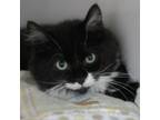 Adopt Mamie a Domestic Medium Hair