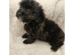 Maltipoo Puppy for sale in Grandville, MI, USA