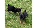 Rat Terrier Puppy for sale in Russellville, KY, USA