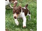 Chocolate tri piebald TRT