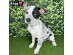 Adopt Rhea a Australian Cattle Dog / Blue Heeler