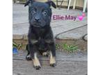 Adopt Ellie May a Mixed Breed