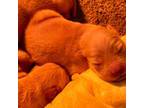 Golden Retriever Puppy for sale in Cable, OH, USA