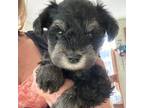 Schnauzer (Miniature) Puppy for sale in Cable, OH, USA