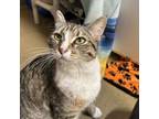 Adopt Butterfly a Domestic Short Hair