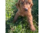Brittany Puppy for sale in Lewisburg, KY, USA