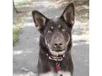 Adopt EMBER a Shepherd, Australian Kelpie