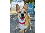 Adopt Scarlett a Basenji