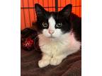 Adopt Juno a Domestic Medium Hair