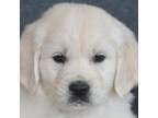 Golden Retriever Puppy for sale in Walnut Grove, MO, USA