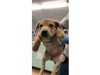 Adopt Marie C. a Cattle Dog, Mixed Breed