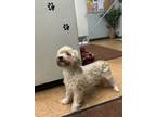 Adopt G 7 a Poodle, Mixed Breed