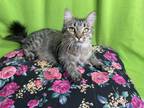 Adopt Tracie a Maine Coon