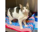 Adopt Madame President a Domestic Short Hair