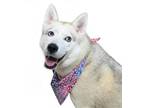 Adopt Harper a Siberian Husky