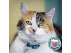 Adopt Peachy a Domestic Medium Hair