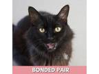 Adopt Emmy a Domestic Long Hair