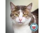 Adopt Pippa a Domestic Short Hair