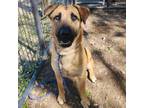 Adopt Candi a Shepherd