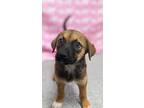 Adopt Toyota a Rottweiler, Mixed Breed