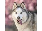 Adopt Emma Lou a Siberian Husky