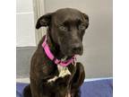 Adopt Lola a Mixed Breed