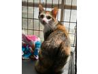 Adopt Opal a Domestic Short Hair