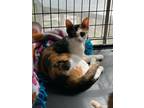 Adopt Ruby a Calico