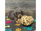 Dachshund Puppy for sale in Aiken, SC, USA